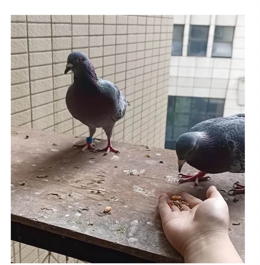 第 35 页