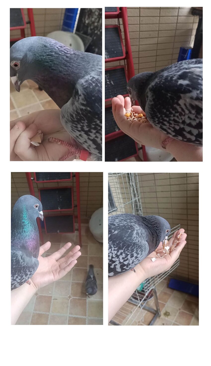 第 33 页